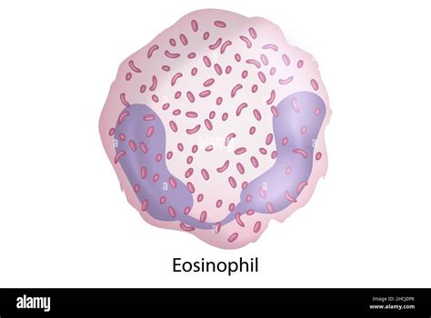 Eosinophil White Blood Cells Immune System Cells Stock Photo Alamy