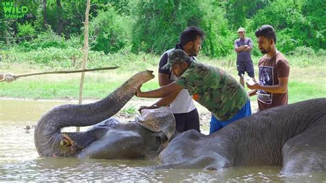 Biggest Elephant Rescue Operation 2018 Part1 Elephant Shot In The Leg