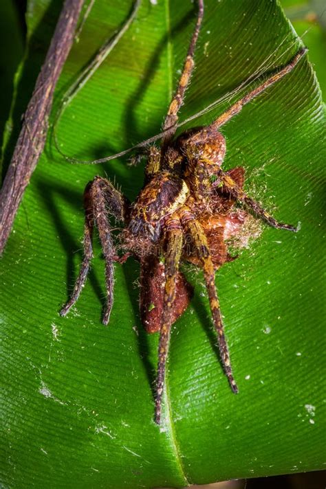 Bananenspinne Die Auf Einem Heliconia Blatt Im Amazonas Regenwald