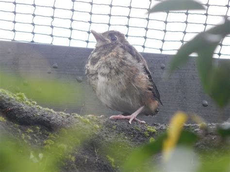 Islands Indonesian Aviary Chestnut Backed Thrush 181021 Zoochat