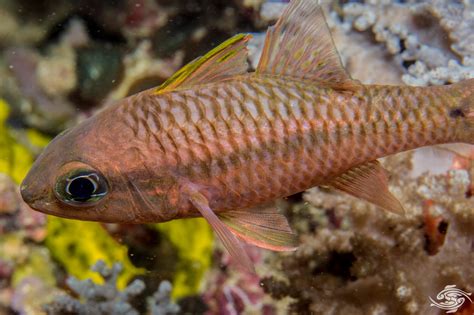 Iridescent Cardinalfish Facts And Photographs Seaunseen