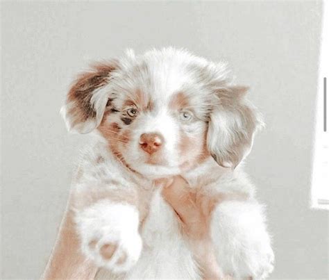 Cute Dog Pfp Aesthetic