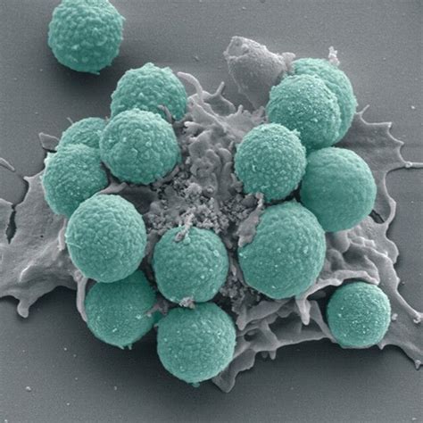 White Blood Cells Under Electron Microscope Micropedia