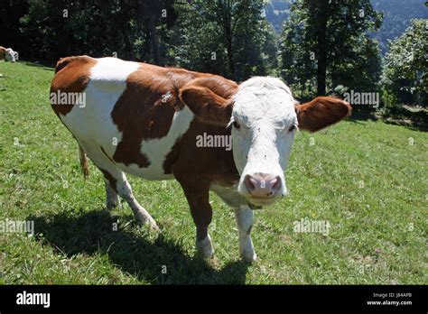 La Agricultura La Agricultura Animal De Granja De Vacas Vaca Ternero