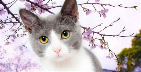Japanese Cat Names Stunning Names For Cats 200 Ideas