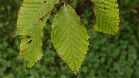 Fagus Grandifolia American Beech Youtube