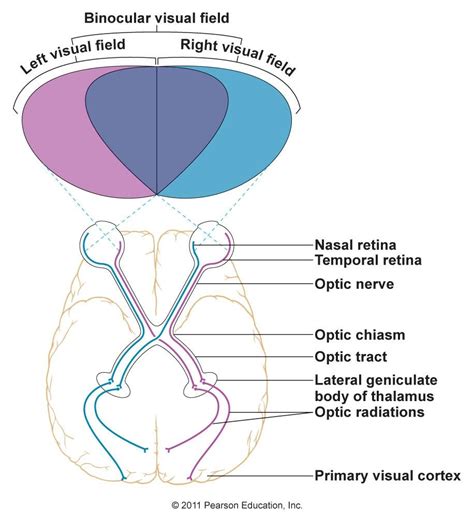 Anatomy Of The Visual System Anatomy