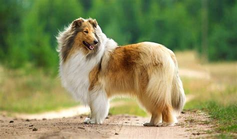 Long haired dog breeds come in all shapes and sizes. Top 10 Long Haired Dog Breeds in the World 2019 - Dogmal.com