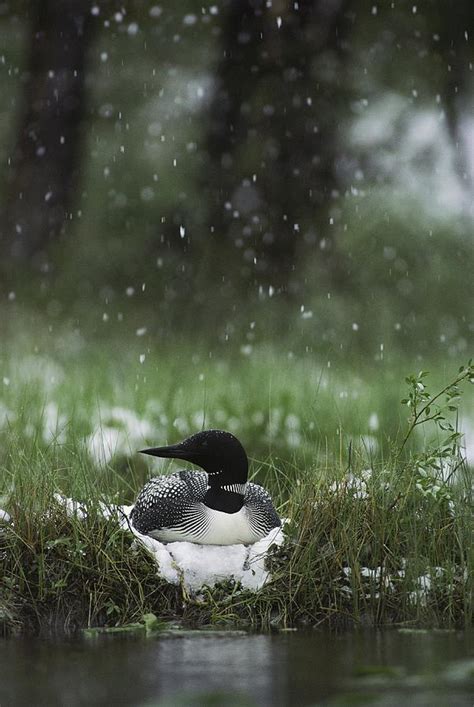 Snow Falls On A Loon Incubating Photograph By Michael S Quinton