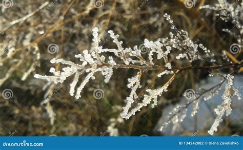 Tree Branches Frozen In An Ice Storm Frost Tree Stock Photo Image Of