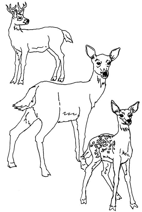 Teenage mutant ninja turtle coloring pages raph. Deers Animal Coloring Pages
