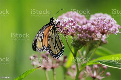 Endangered Monarch Butterfly The Monarch Relies On Milkweed For