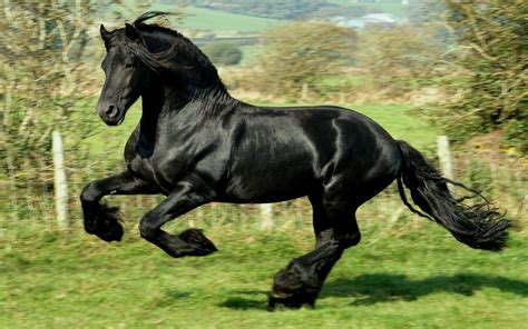 Caballos En Paisajes Hermosos Imagui