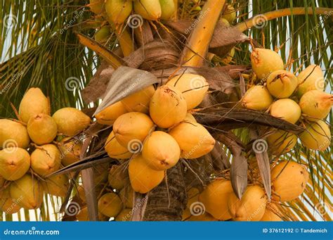 Coconuts On Palm Tree Stock Photo Image Of Botany Caribbean 37612192