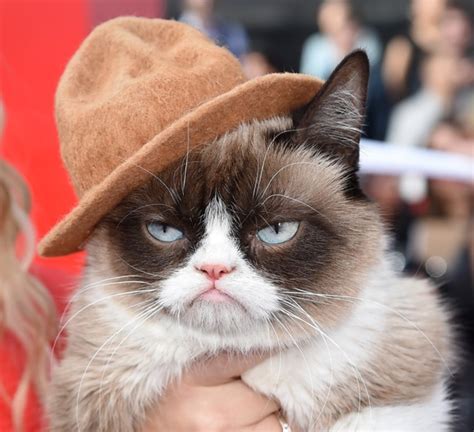 Why Is The Grumpy Cat Always Angry Pouted Magazine