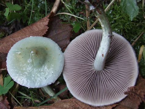 Stropharia Aeruginosa The Ultimate Mushroom Guide