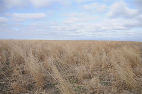 A Wheat Field In Kansas The Barren Beauty Of This Amazes Me With
