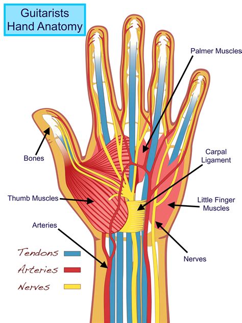 Wrist Muscle Anatomy Hand And Wrist Anatomical Chart