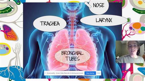 Intro To Respiratory System Youtube