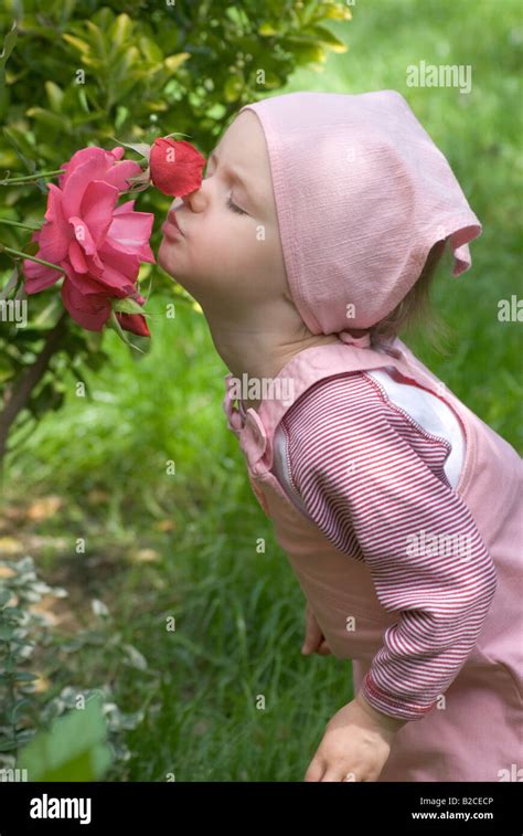 Little Girl In Garden Smelling Rose Stock Photo Alamy