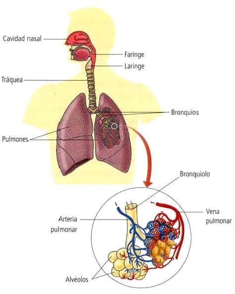 Sistema Respiratorio Blog De Biología