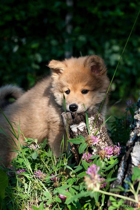 Eurasier Puppy Karhunpesän Boheemi Beata Cute Dogs Puppies Animals