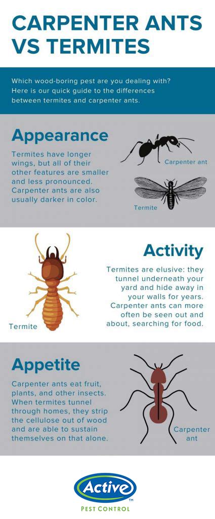 Carpenter Ant Vs Termite Active Pest Control Pest Control And Exterminator Services
