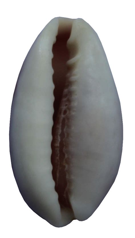 Could anyone help me please identify these cowry shells? png image