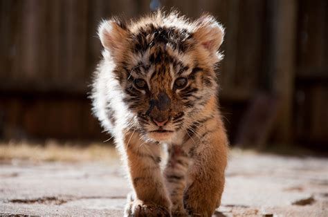 Baby Tiger Hd Wallpaper X Id Wallpapers In 2019 Animals Animals