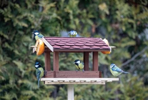 Comment Faire Pour Attirer Les Oiseaux Utiles Dans Son Jardin