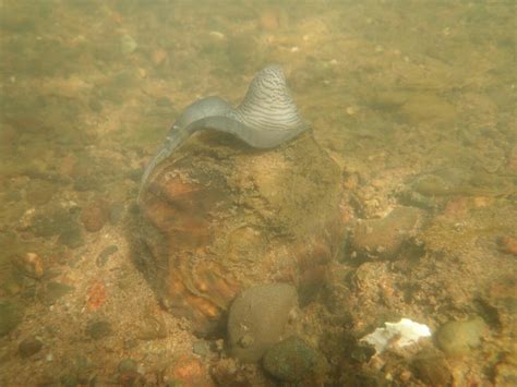 Improving Survival Of Juvenile Winged Mapleleaf Mussels Quadrula