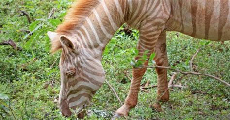 Extremely Rare ‘blonde Zebra Is Captured On Film In The African Wild