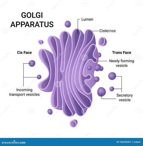 Ejemplo De La Estructura Del Aparato De Golgi Infographics Del Vector