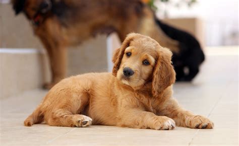 Barrmore Vets Puppy Buying Guide