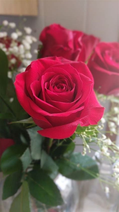 Don T Wait Life Goes Faster Than You Think Photo Red Rose Bouquet