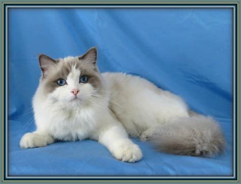Their soft gray colouring presents a gentle, sweet adoring face. Our Ragdoll Cats