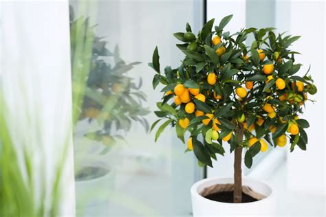 How To Grow And Care For Citrus Trees Indoors