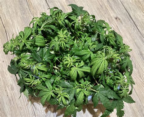 Blue Mystic Auto / Nirvana: photos - GrowDiaries