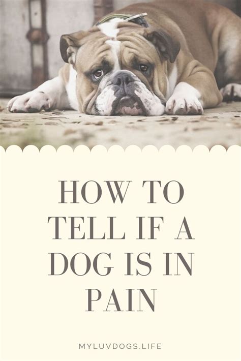 Pin On Dog Health