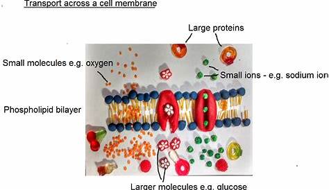 DP Biology: Membrane transport models