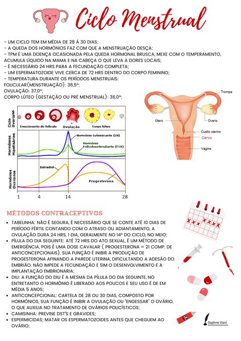 Biologia Ciclo Menstrual Medicadivabiologia Fluxogramas Biologia Dicas