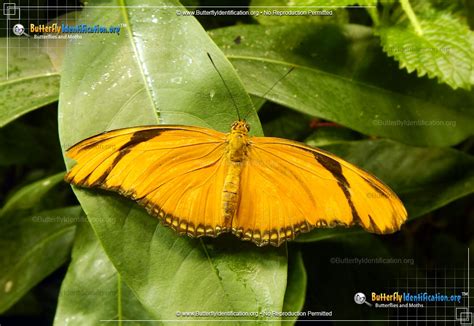 Julia Longwing Butterfly