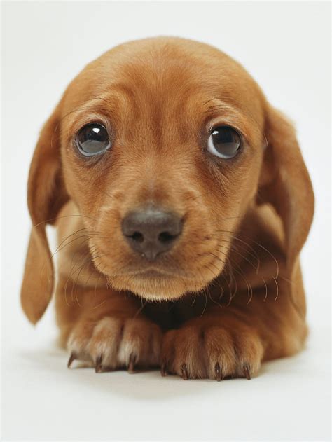 Cute Of A Puppy Cute Sad Puppy Face Sad Dogs Hd Phone Wallpaper