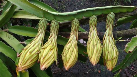 Daun pepaya juga enak dimakan sebagai lalapan setelah direbus atau dilayukan dengan air panas. Satu Tiang Berisi Puluhan Bunga Buah Naga epd 38 - YouTube