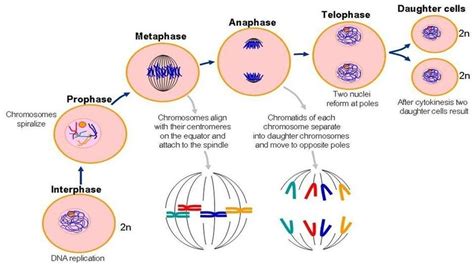 Cells are in the g2 phase of the mitotic cell cycle; Related image | Mitosis