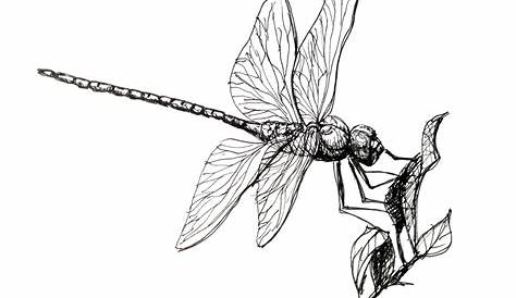 line drawing of dragonfly