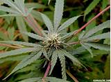 Pictures of Purple Marijuana Leaves