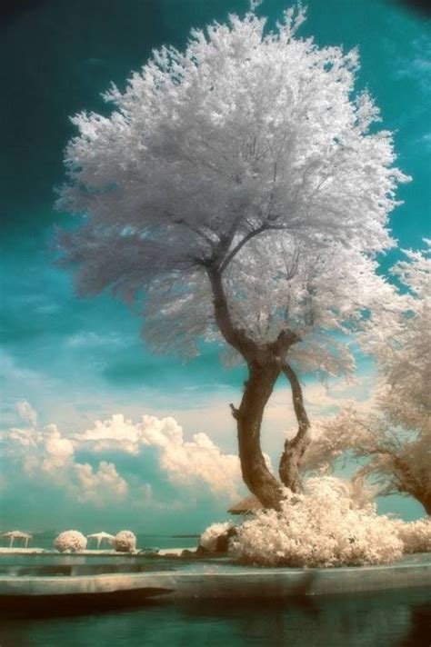 Snow White Tree ~ Nature Photography Beautiful Tree Beautiful