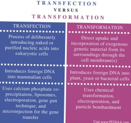 Transfecci N Differbetween