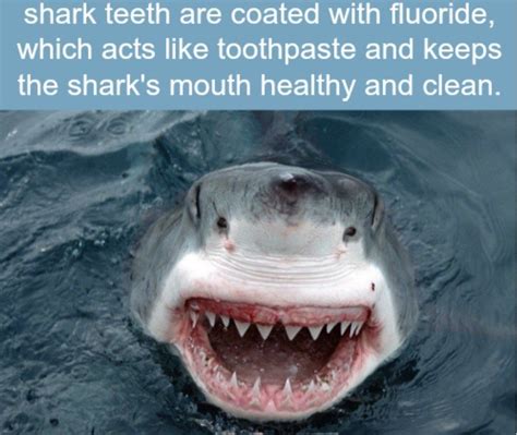 Learn more fun facts about your favorite animal. 21 Crazy Animal Facts That Prove You Learn Something New Everyday | Fun facts about animals ...